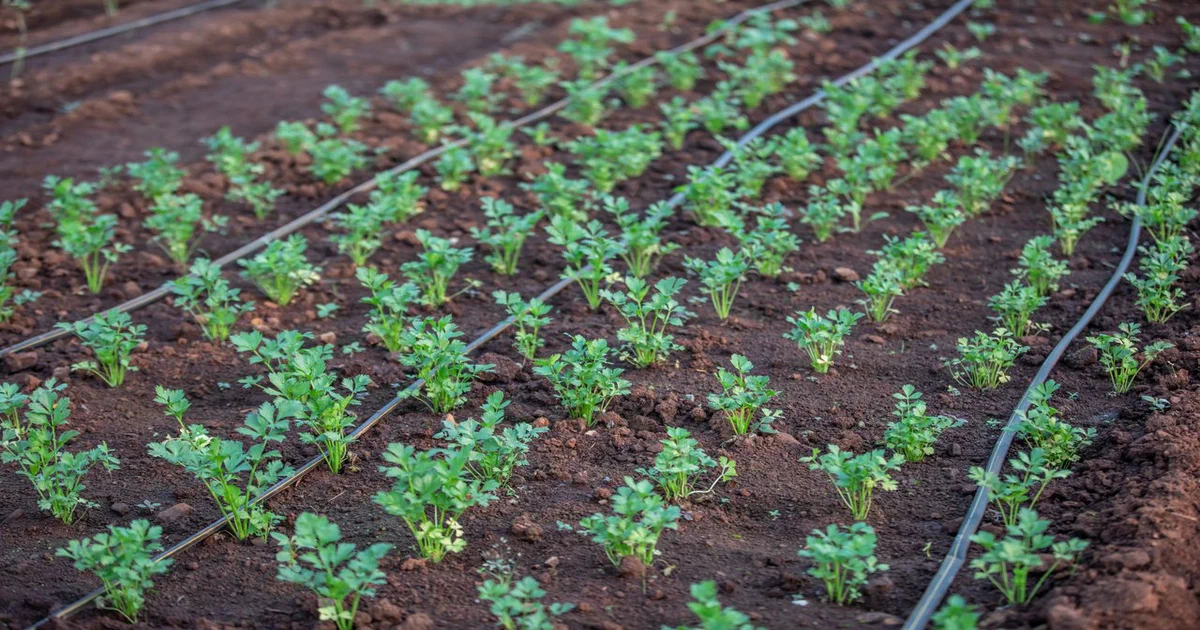 Arrosage de Jardin : Choisir le Bon Système